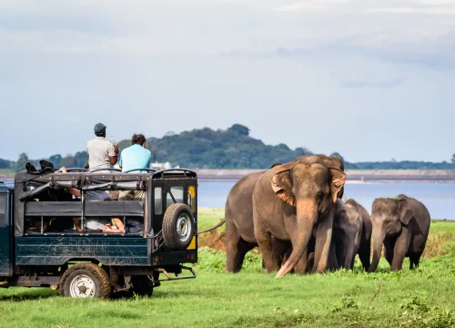 7-Day Sri Lanka Tour Package: Explore Sigiriya, Dambulla, Kandy, Nuwara Eliya, Yala, and Bentota