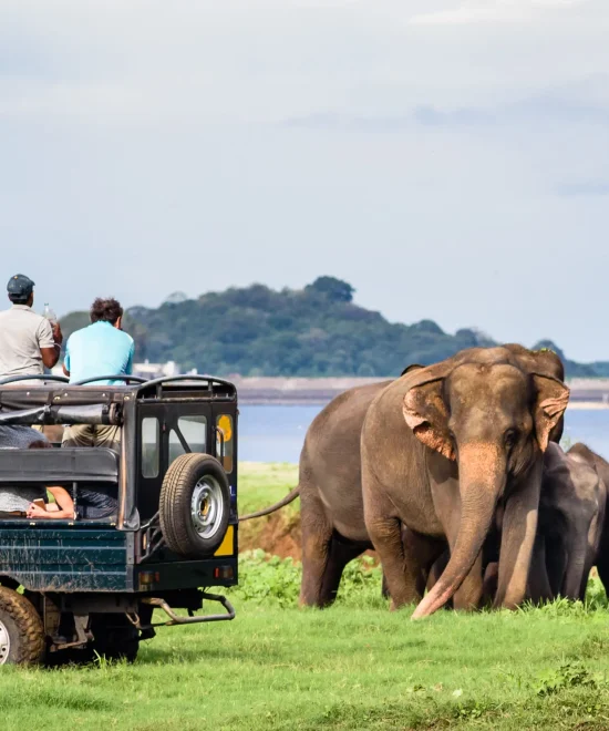 7-Day Sri Lanka Tour Package: Explore Sigiriya, Dambulla, Kandy, Nuwara Eliya, Yala, and Bentota