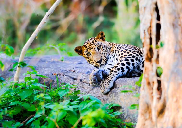 Wildlife Watching in Wilpattu National Park: A Must-Visit Destination in Sri Lanka