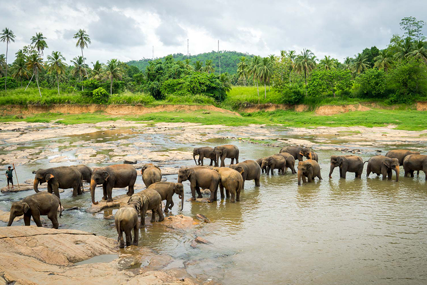 Inside Sri Lanka’s Elephant Orphanage: A Look at Rescued Elephants