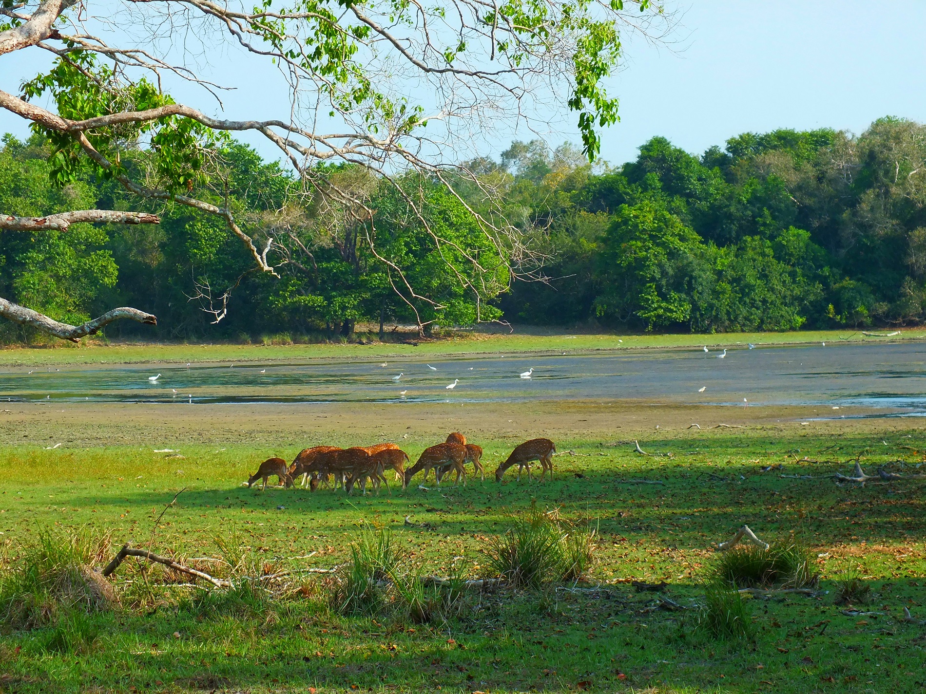 Wilpattu National Park: An Insider’s Guide to Sri Lanka’s Largest National Park