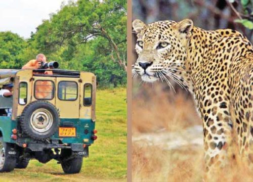 Wilpattu National Park: A Photo Journey Through Sri Lanka’s Stunning Wilderness