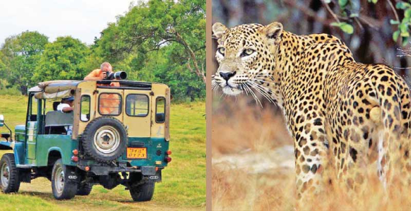 Wilpattu National Park: A Photo Journey Through Sri Lanka’s Stunning Wilderness