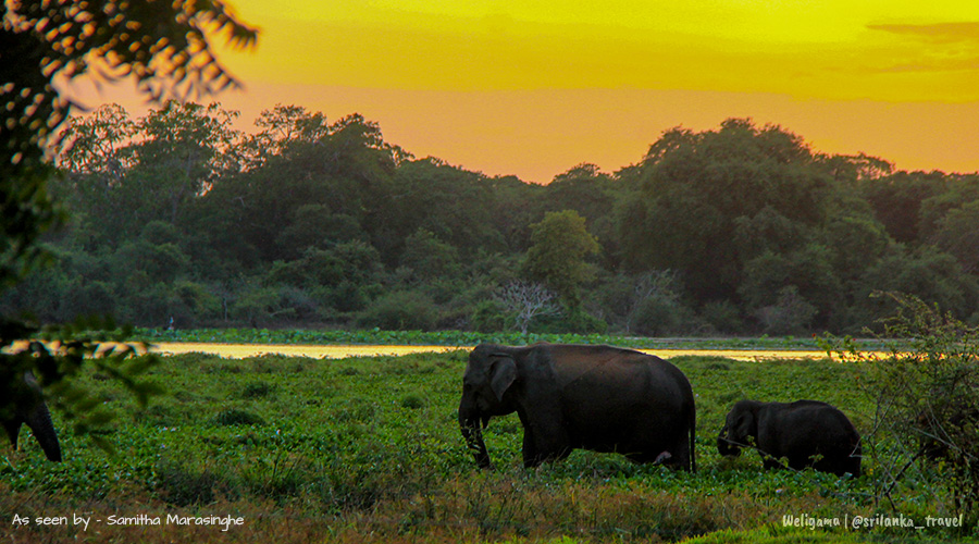 Exploring the Beauty of Wilpattu National Park in Sri Lanka