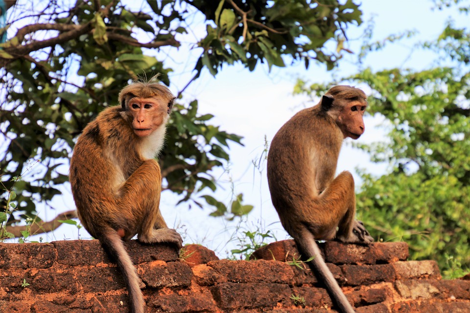 Exploring the Tooth Relic Temple in Sri Lanka